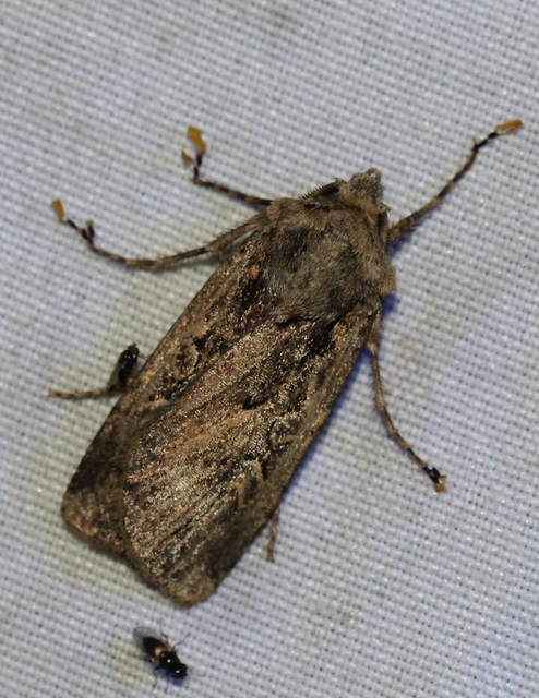Euxoa tritici/nigrofusca/eruta