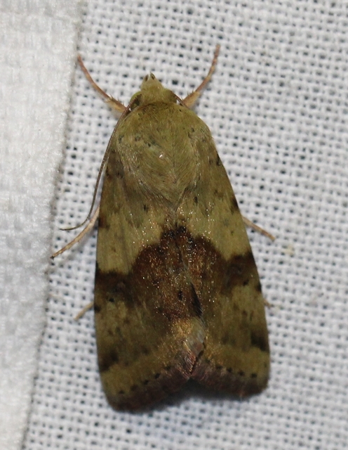 Heliothis adaucta - somkóróbagoly
