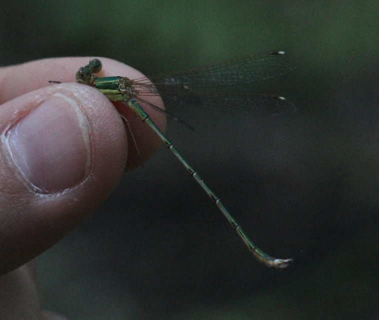 Lestes barbarus - foltosszárnyjegyű rablószitakötő