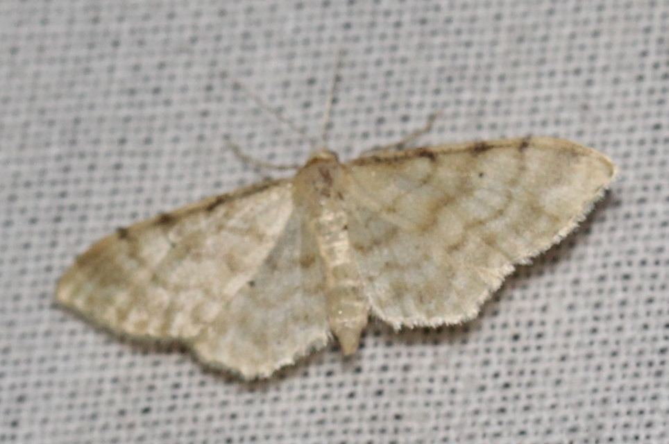 Idaea fuscovenosa - szürkeszélű apróaraszoló