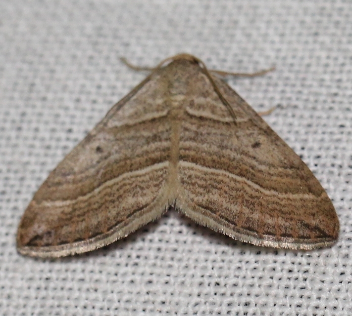 Phibalapteryx virgata - szürke galajaraszoló