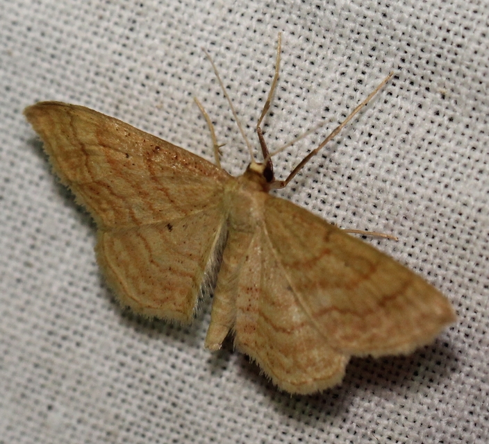 Idaea rufaria - vörhenyes sávosaraszoló