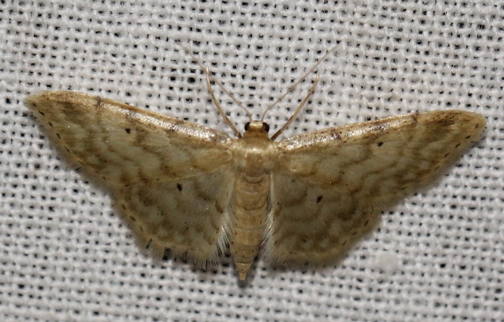 Idaea fuscovenosa - szürkeszélű apróaraszoló