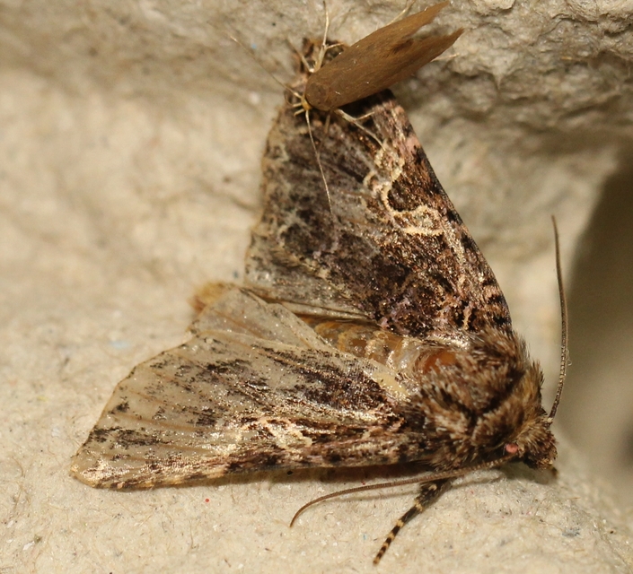 Sideridis rivularis - vörhenyes szegfűbagoly