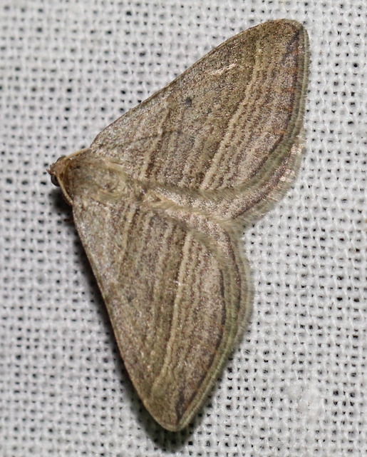 Phibalapteryx virgata - szürke galajaraszoló