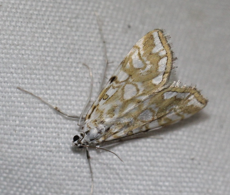 Elophila nymphaeata - tarka vízimoly