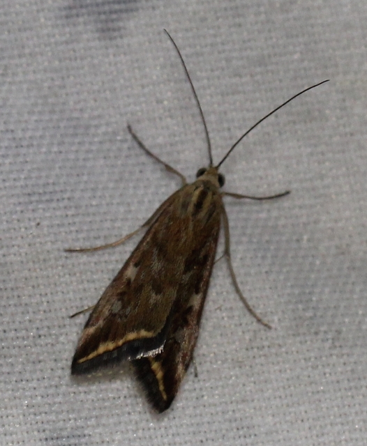 Loxostege sticticalis - muszkamoly