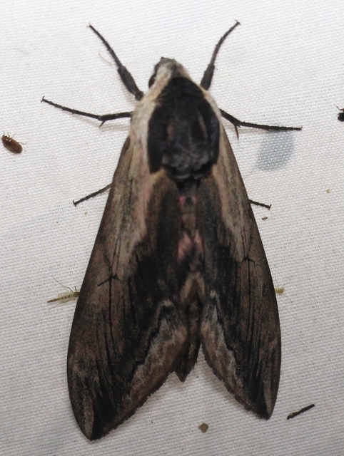 Sphinx ligustri - fagyalszender