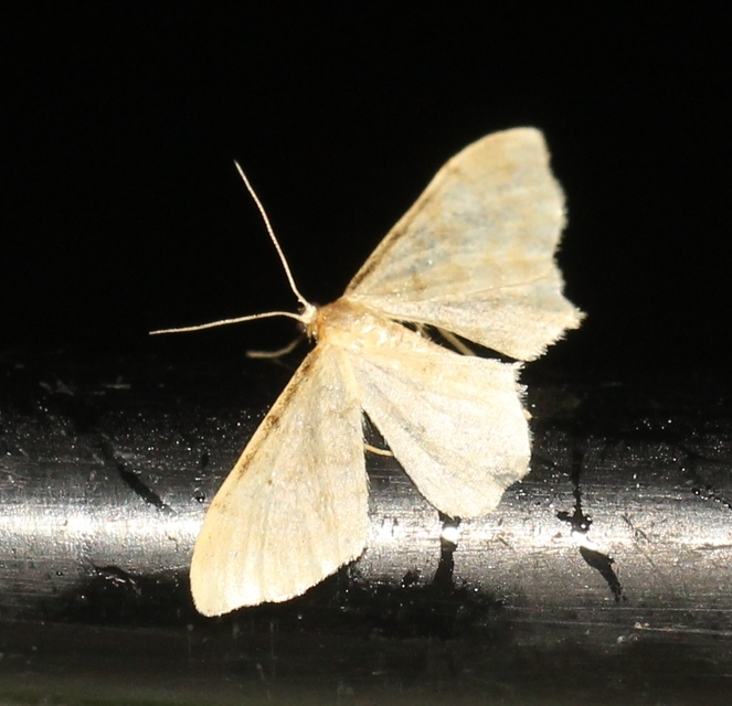 Idaea fuscovenosa - szürkeszélű apróaraszoló