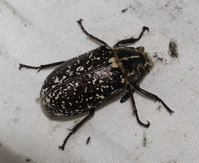 Polyphylla fullo - csapó cserebogár