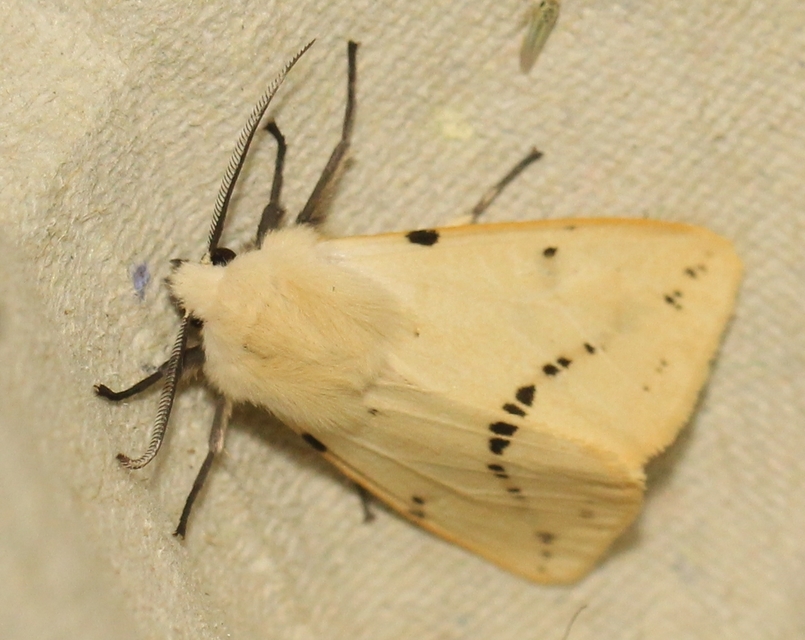 Spilarctia lutea - sárgás medvelepke