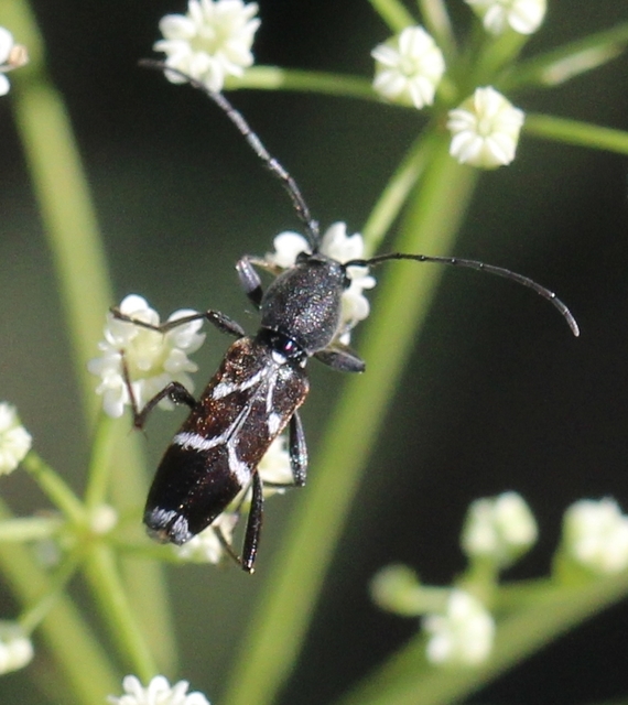 Chlorophorus sartor - feketevállú darázscincér