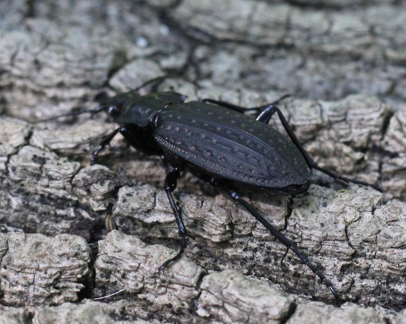 Carabus clathratus auraniensis - szárnyas futrinka
