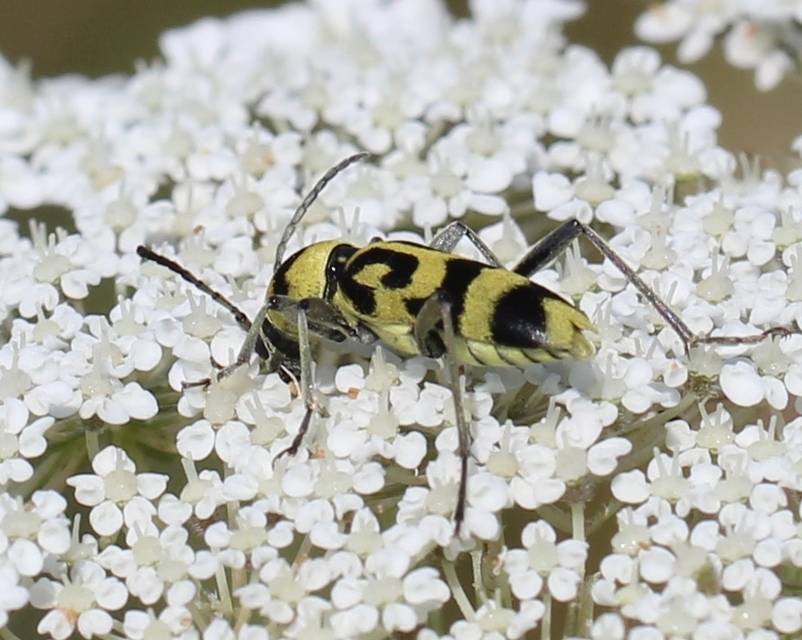 Chlorophorus varius - díszes darázscincér