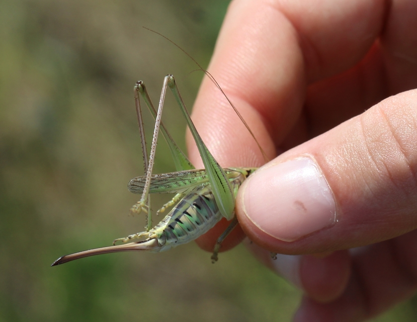 Gampsocleis glabra - tőrös szöcske