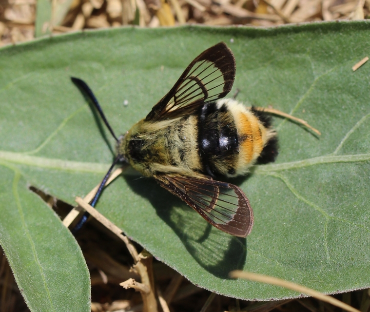 Hemaris tityus - pöszörszender Hemaris tityus - pöszörszender