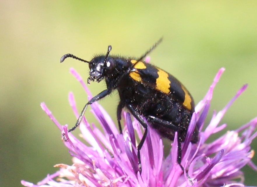 Mylabris variabilis - szalagos hólyaghúzó Mylabris variabilis - szalagos hólyaghúzó