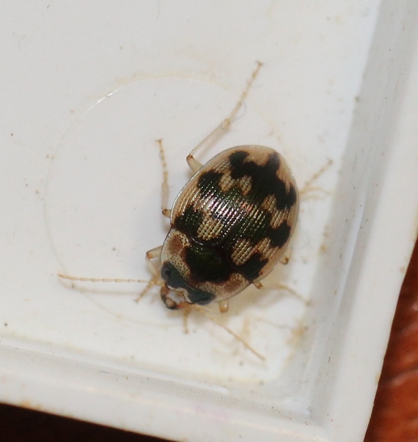 Omophron limbatum - gömböcfutó