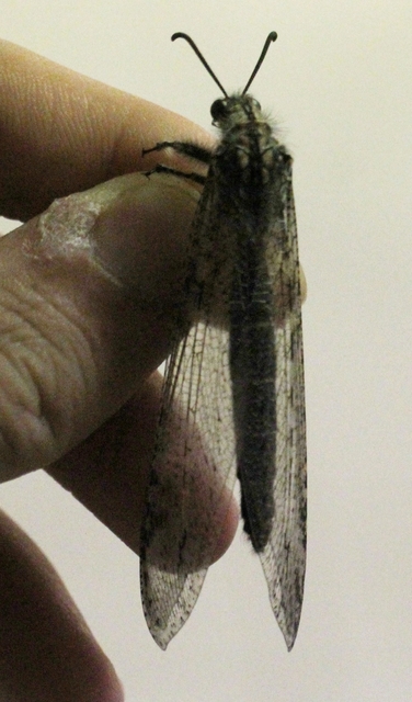 Acanthaclisis occitanica - pusztai hangyaleső
