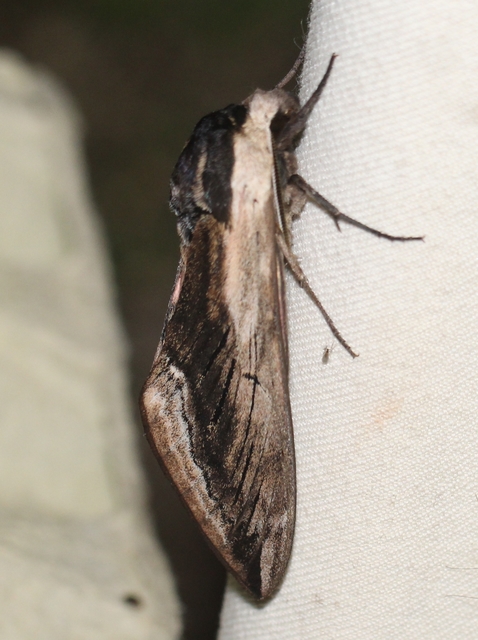 Sphinx ligustri - fagyalszender