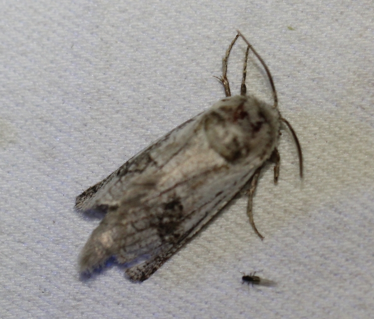 Parahypopta caestrum - spárgalepke