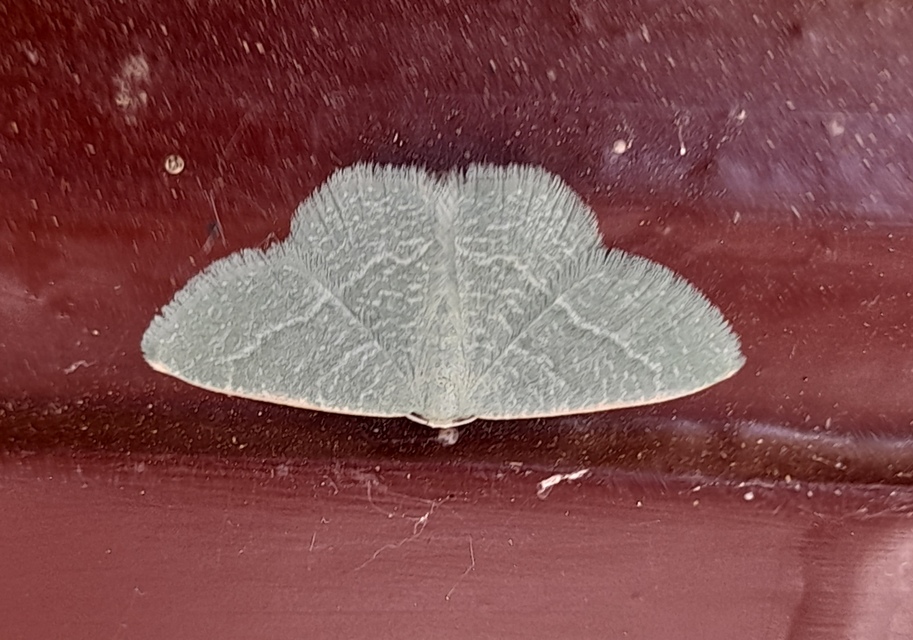 Phaiogramma etruscaria - fehérpettyes zöldaraszoló