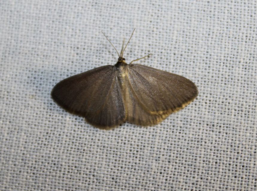 Minoa murinata - kutyatej-araszoló