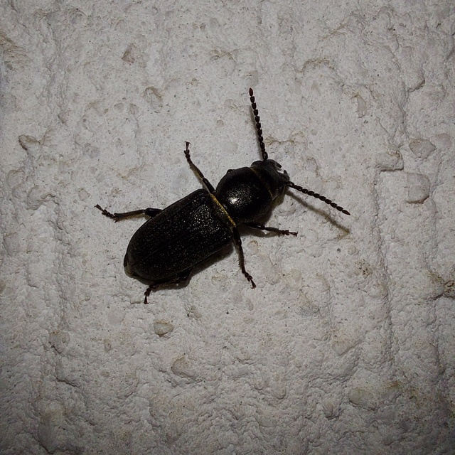Spondylis buprestoides - erdei félcincér