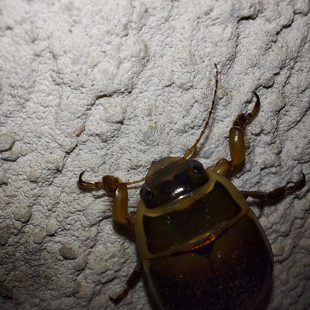 Dytiscus marginalis - szegélyes csíkbogár