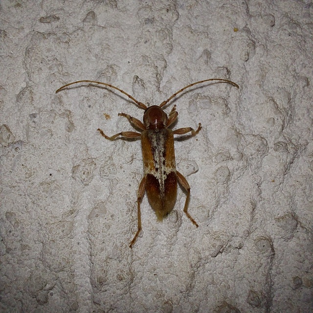 Trichoferus pallidus - sápadt éjicincér