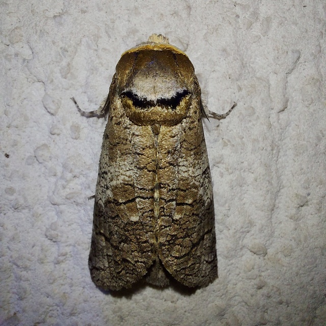Cossus cossus - fűzfarontólepke