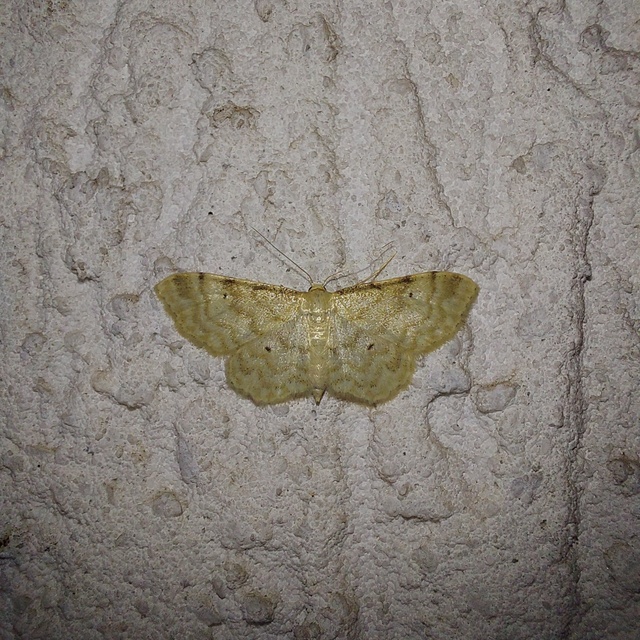 Idaea fuscovenosa - szürkeszélű apróaraszoló
