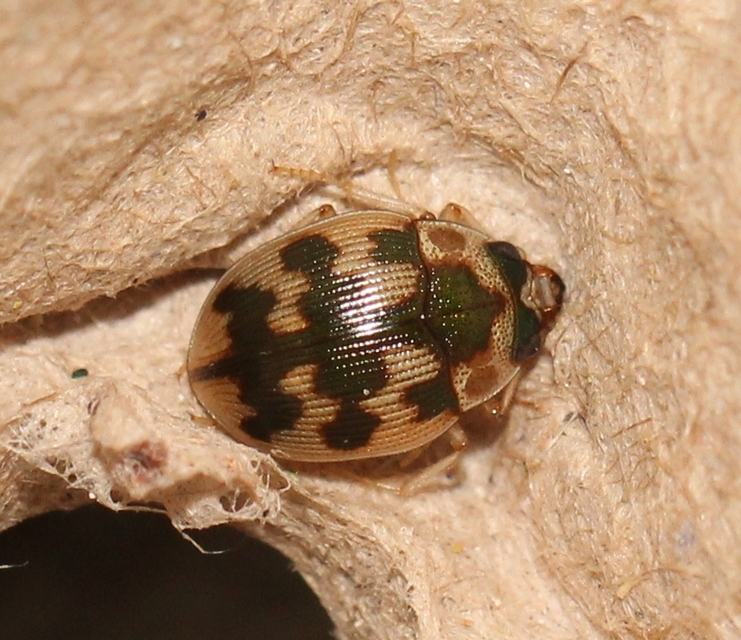 Omophron limbatum - gömböcfutó