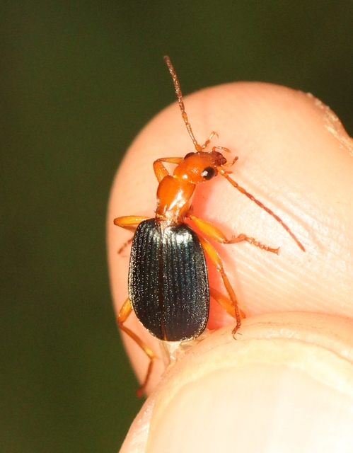 Brachinus