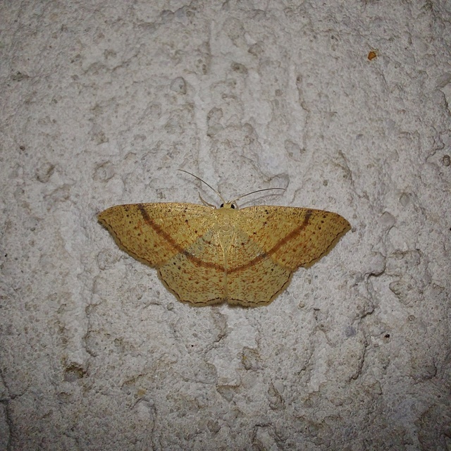 Cyclophora quercimontaria - tölgy-pettyesaraszoló