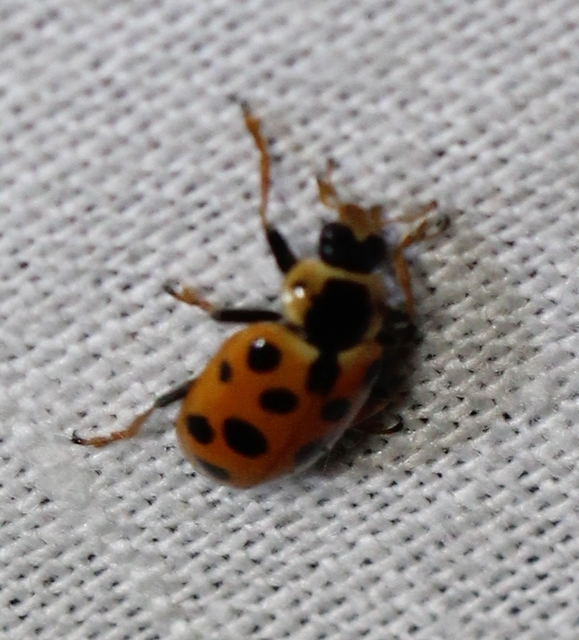 Hippodamia tredecimpunctata - mocsári katica