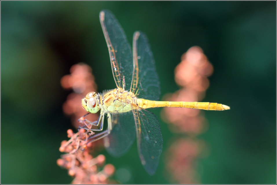 Sympetrum meridionale - fakó katona-szitakötő