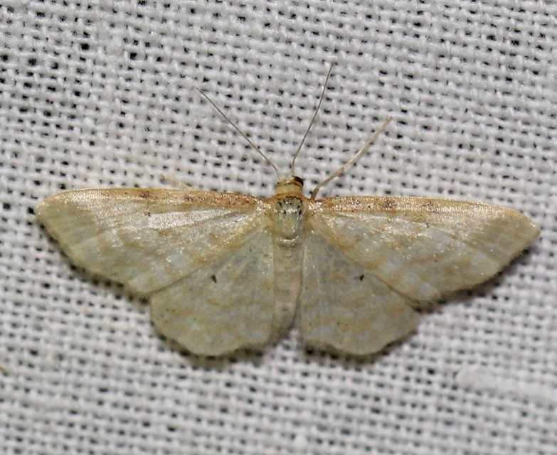 Idaea fuscovenosa - szürkeszélű apróaraszoló