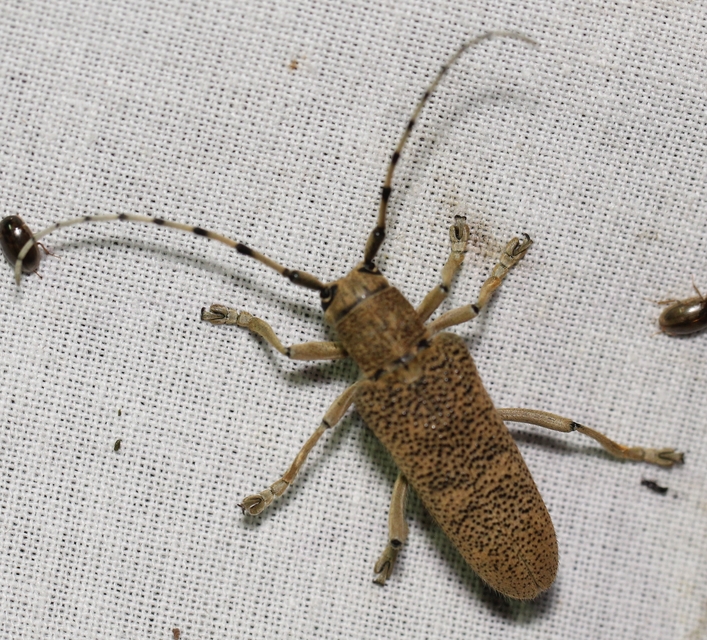 Saperda carcharias - nagy nyárfacincér