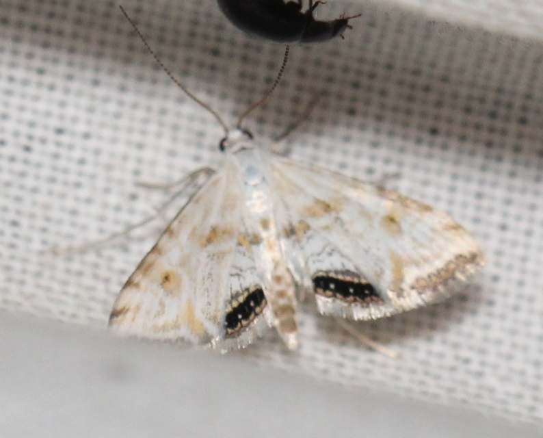 Cataclysta lemnata - békalencsemoly