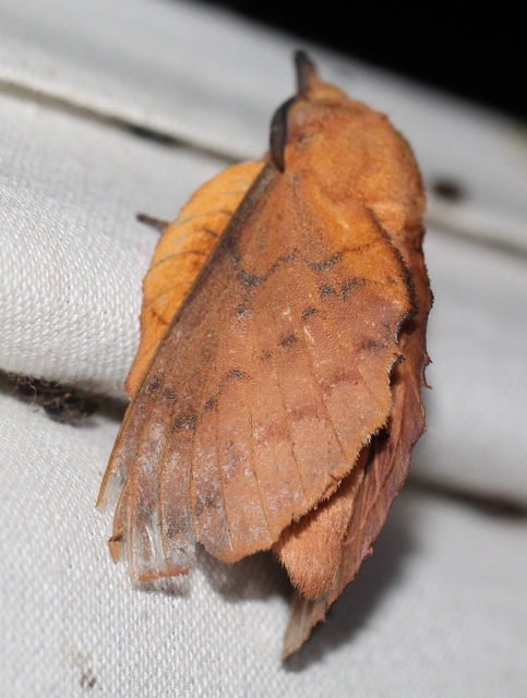 Gastropacha quercifolia - tölgylevélpohók