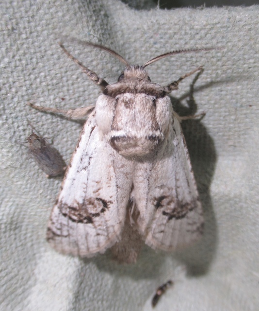 Parahypopta caestrum - spárgalepke