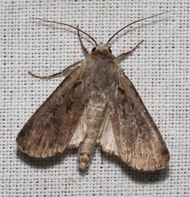 Euxoa tritici/nigrofusca/eruta