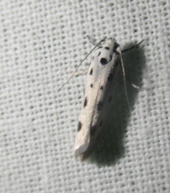 Ethmia dodecea - tízpettyes feketemoly
