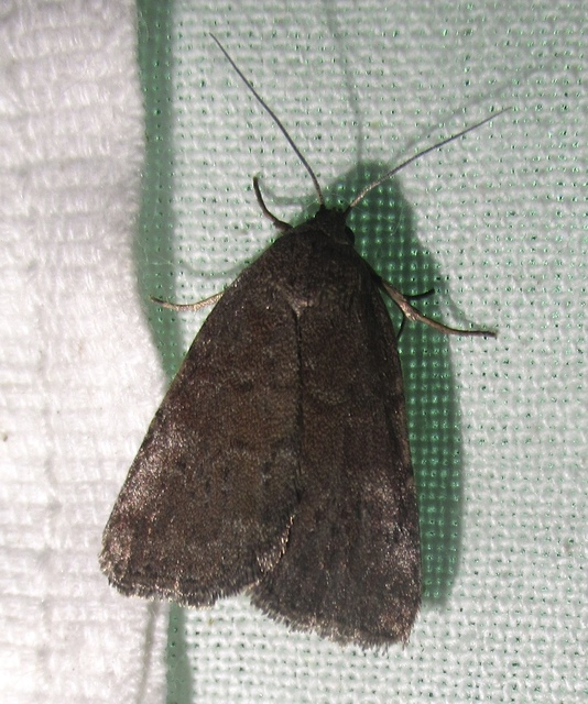 Acosmetia caliginosa - imolabagoly