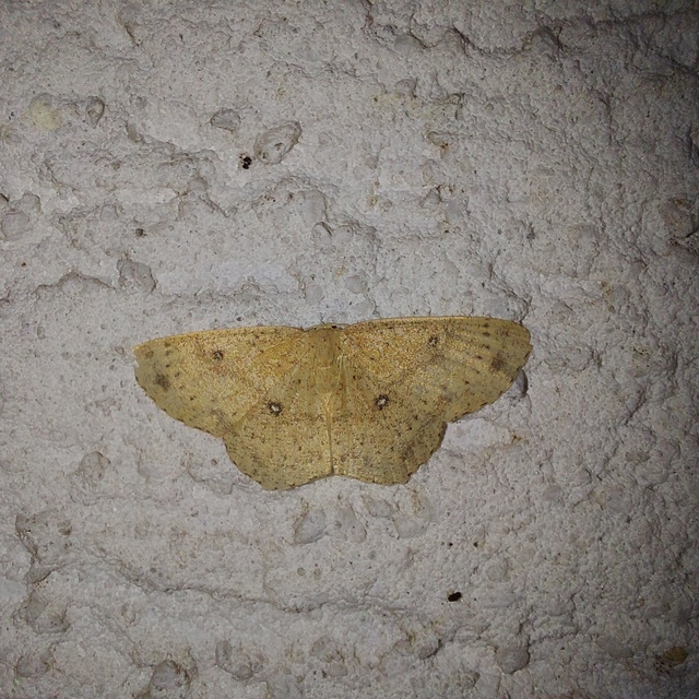 Cyclophora porata - körös pettyesaraszoló