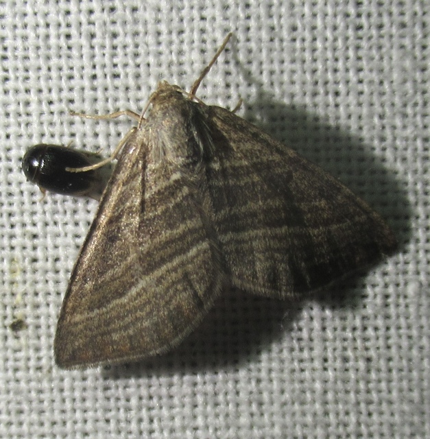 Phibalapteryx virgata - szürke galajaraszoló