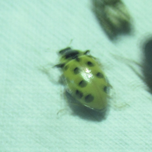 Hippodamia tredecimpunctata - mocsári katica