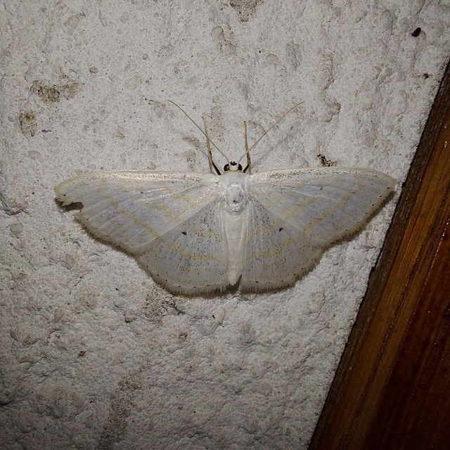 Scopula caricaria - mocsári fehéraraszoló