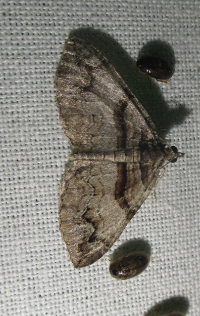 Pareulype berberata - sóskafa-tarkaaraszoló